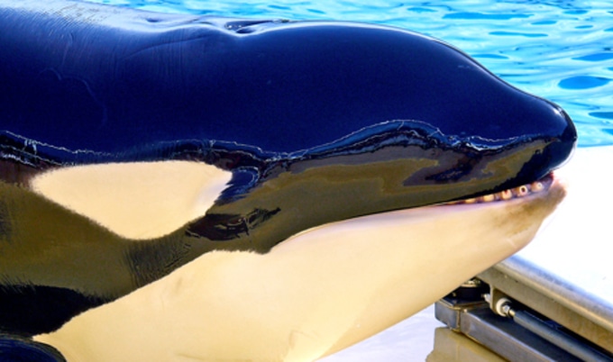 VegNews.Orca