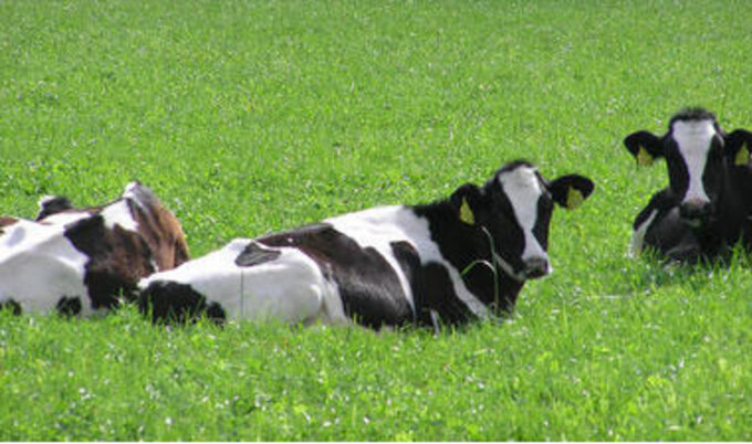 pasture-VND