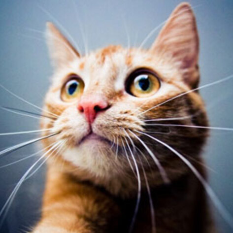 An Interview with the World's Longest-Running Cat Whisperer