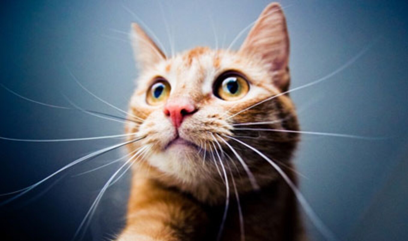 An Interview with the World's Longest-Running Cat Whisperer