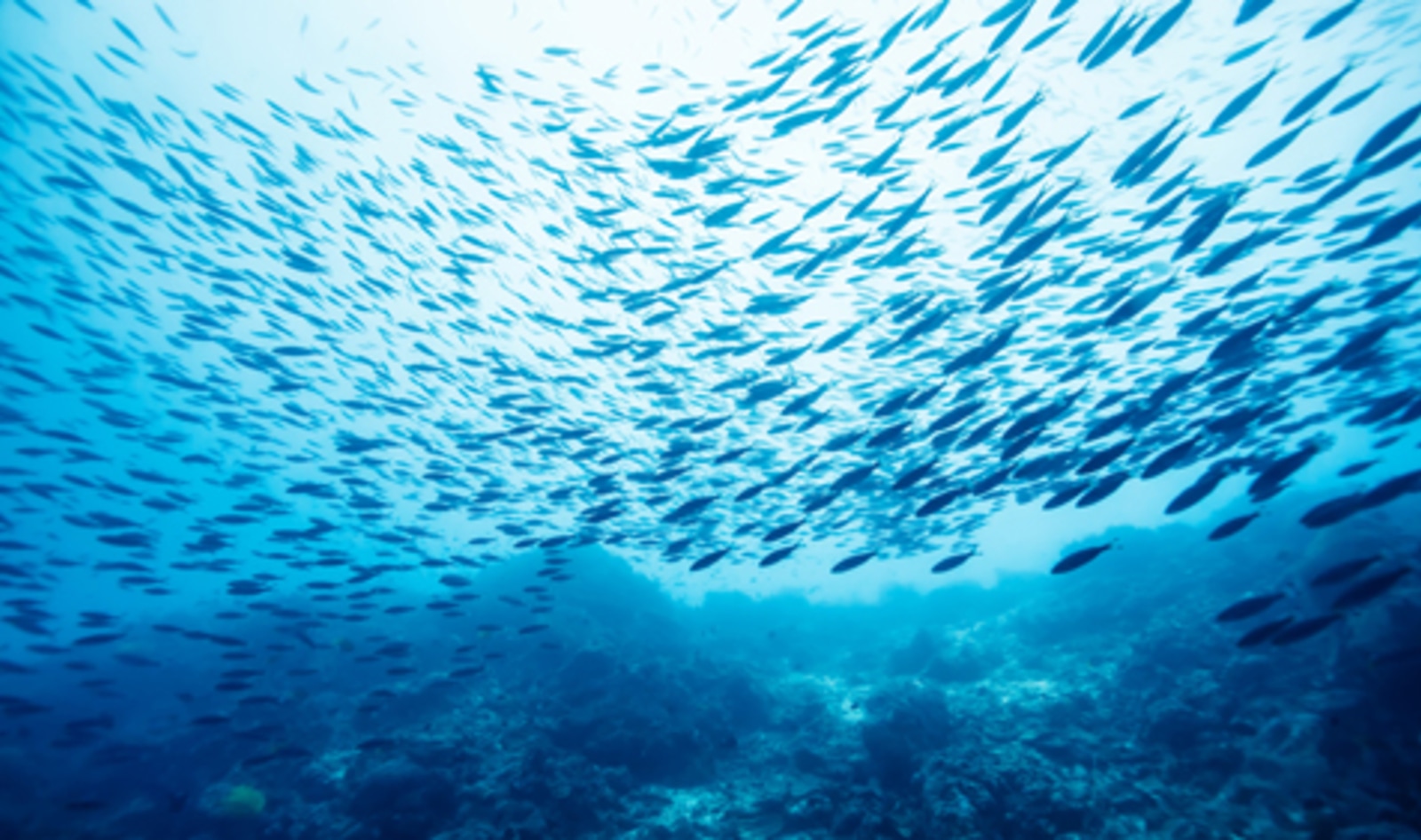 Slaughter-Free Fish Startup Secures $4.5 Million to Replace Tuna 