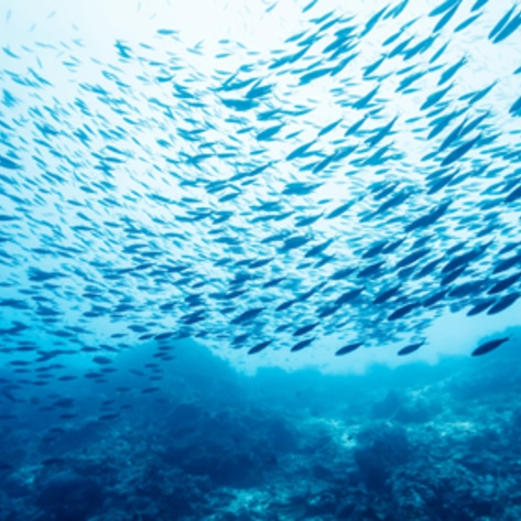 VegNews.FishInOcean