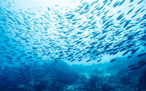 New Study Finds Fish Labeling Fraud