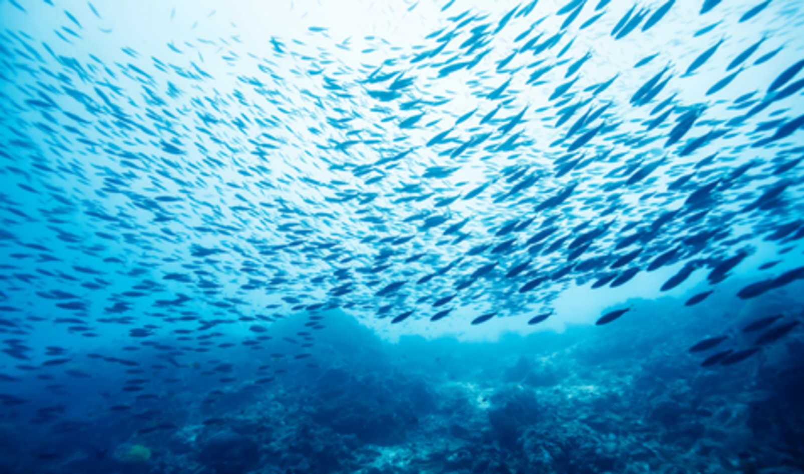 Commercial Fishing Banned in the Arctic For 16 Years