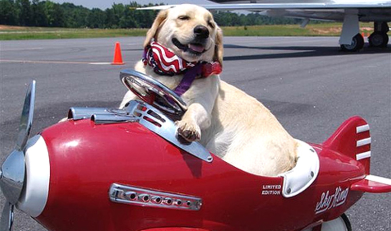 Delta Airlines to Scrap Animal-as-Cargo Policy