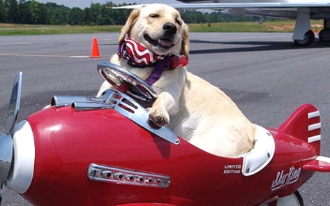 Delta Airlines to Scrap Animal-as-Cargo Policy