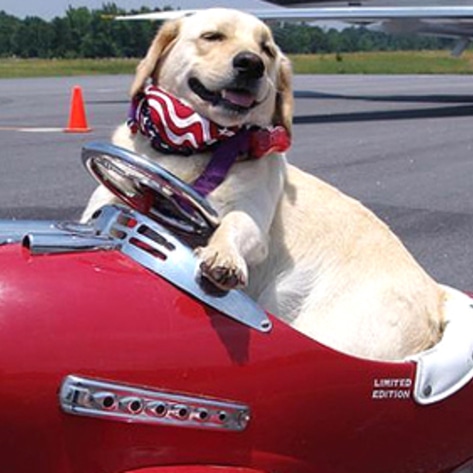 Delta Airlines to Scrap Animal-as-Cargo Policy