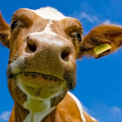 Study: Grass-fed Beef is Destroying the Environment