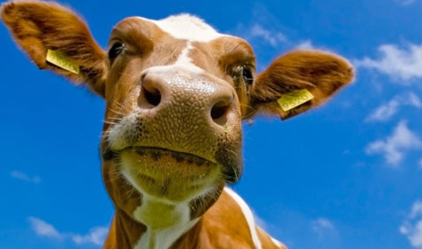 Cameras to Be Installed in Israel's Slaughterhouses