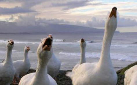 Hawaii Foie Gras Ban