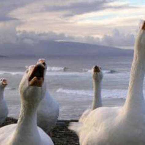 Selfridges Stops Foie Gras