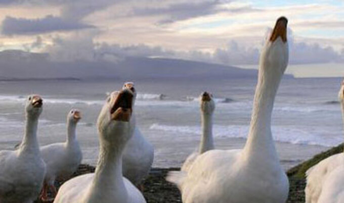 geese-vnd