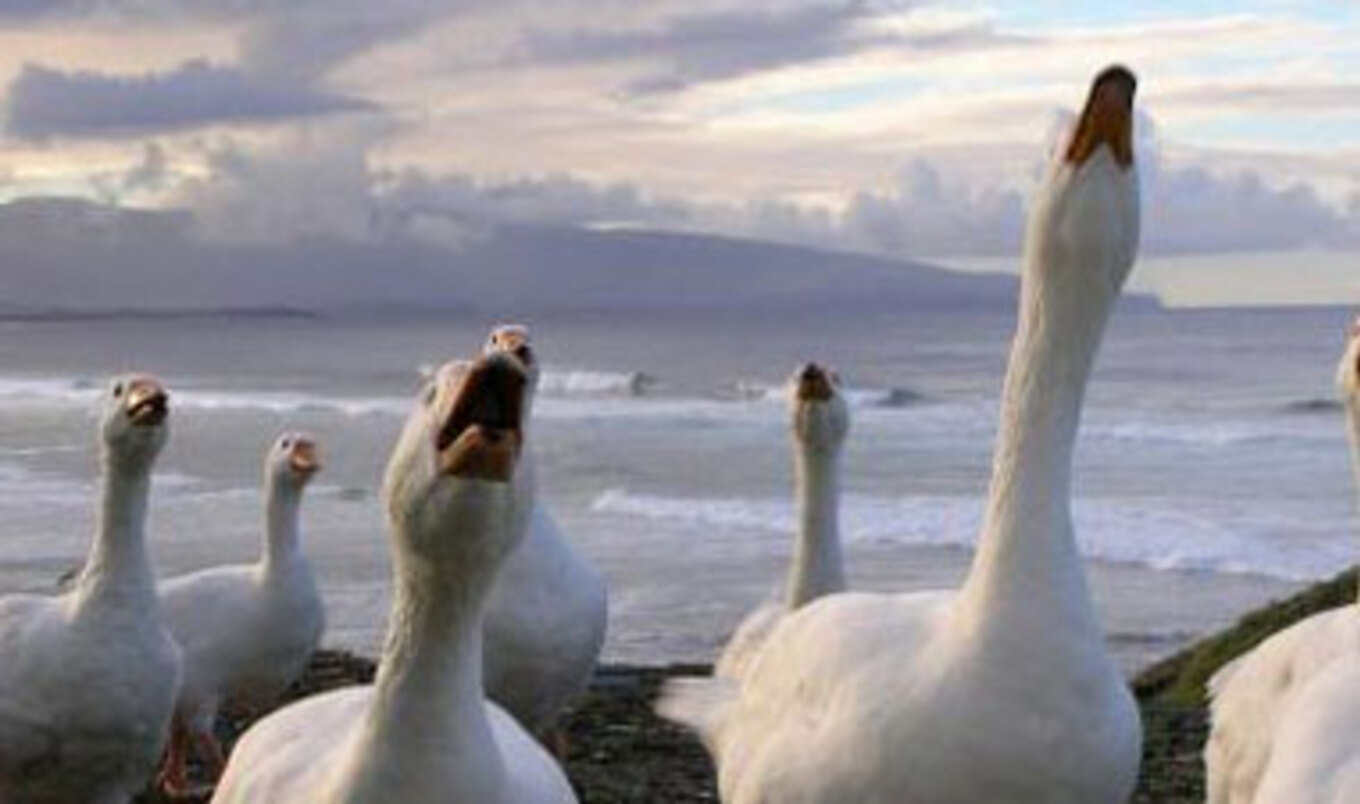 Selfridges Stops Foie Gras