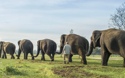 Circus Elephants to Retire Nearly Two Years Early