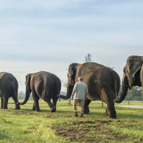 Barnum & Bailey Officially Retires Circus Elephants