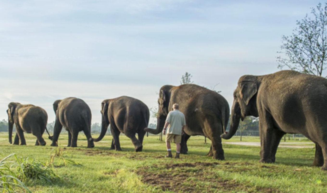 Barnum & Bailey Officially Retires Circus Elephants