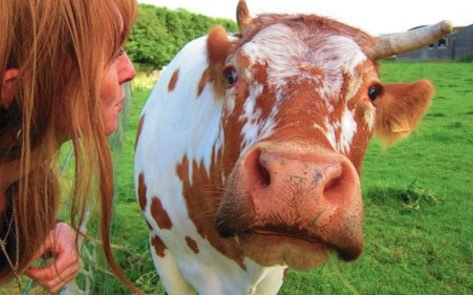 Campaign Launched to Save Disabled Bull's Home