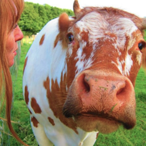 Campaign Launched to Save Disabled Bull's Home