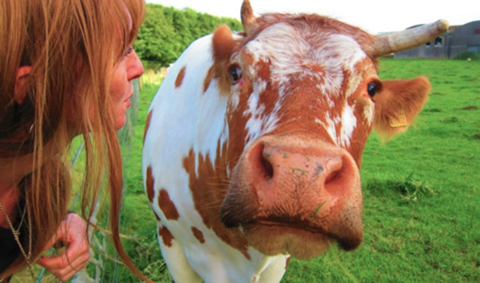 VegNews.CalfSanctuary