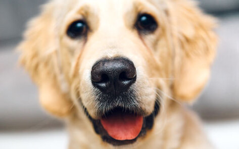 Nevada's Last Animal Gas Chamber Shuts Down