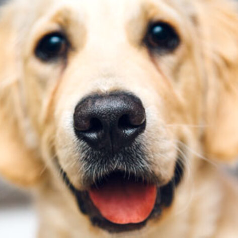 Nevada's Last Animal Gas Chamber Shuts Down