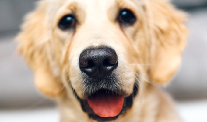 VegNews.Dog