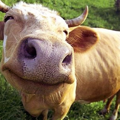 VegNews.HappyCow