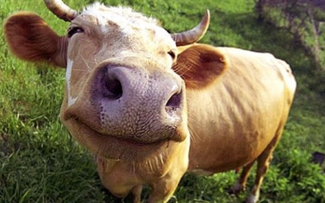 VegNews.HappyCow