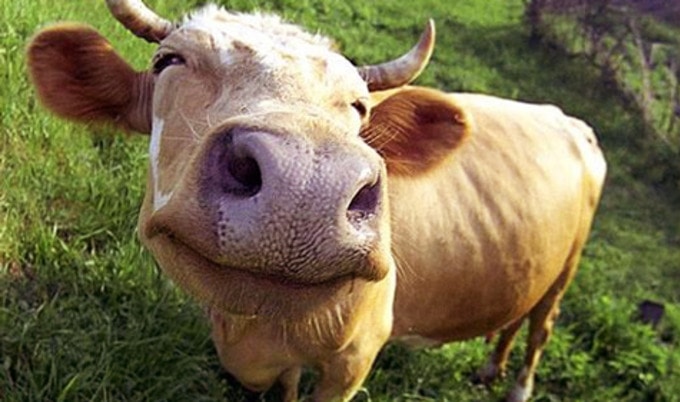 VegNews.HappyCow