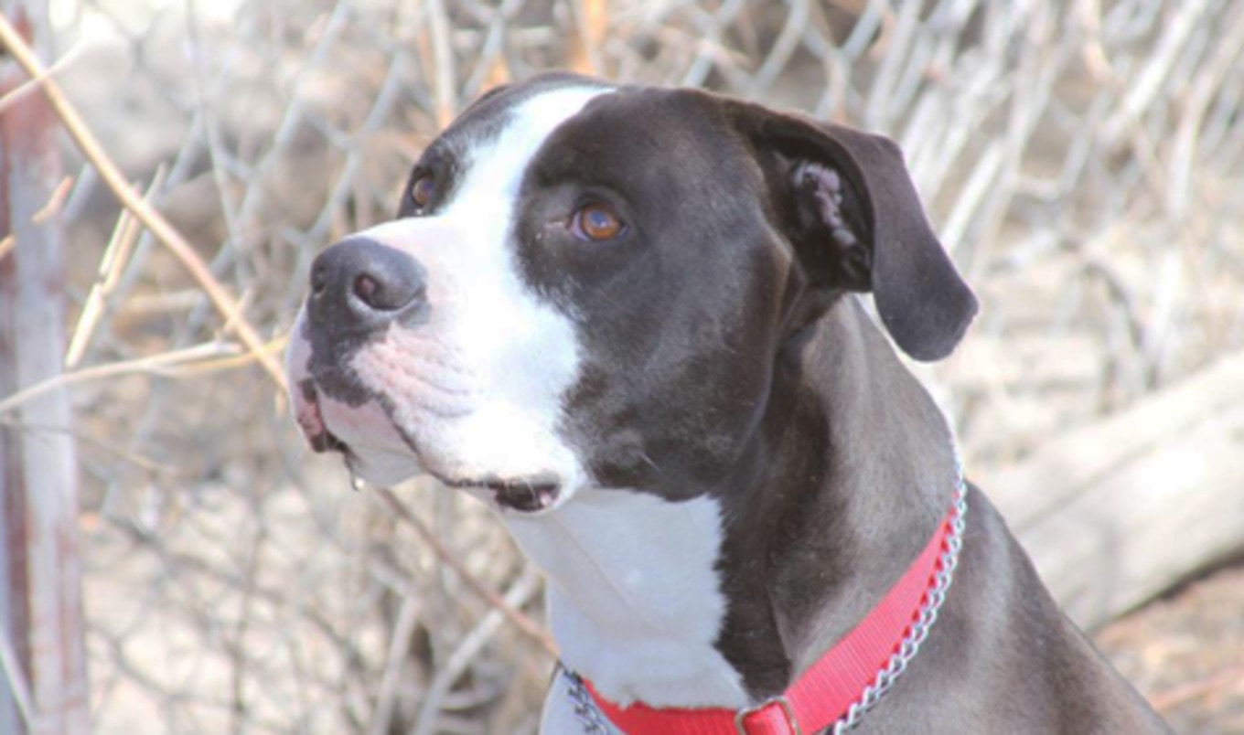 Colorado Man Receives $262,000 After Cops Kill Dog