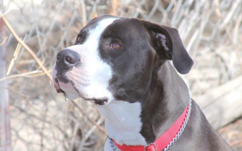 Colorado Man Receives $262,000 After Cops Kill Dog