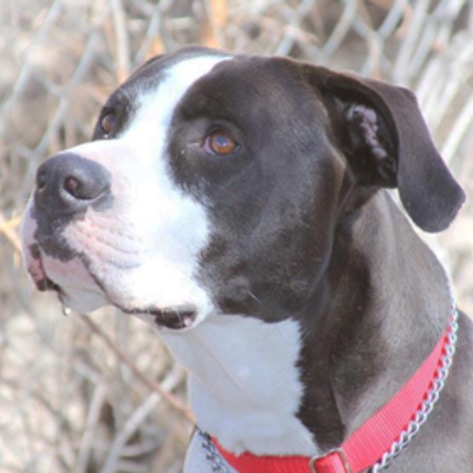 Colorado Man Receives $262,000 After Cops Kill Dog