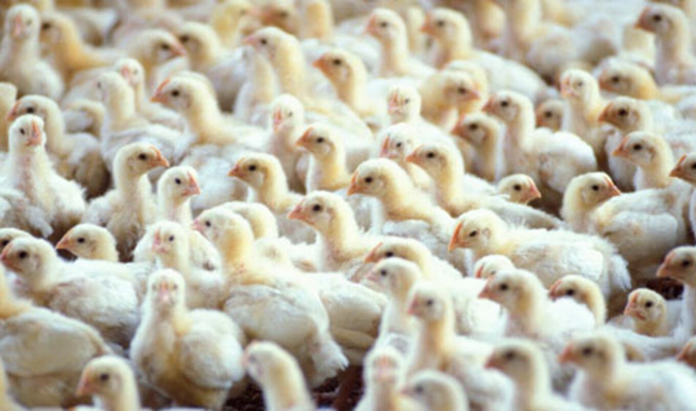 Report: Poultry Workers Forced to Wear Diapers