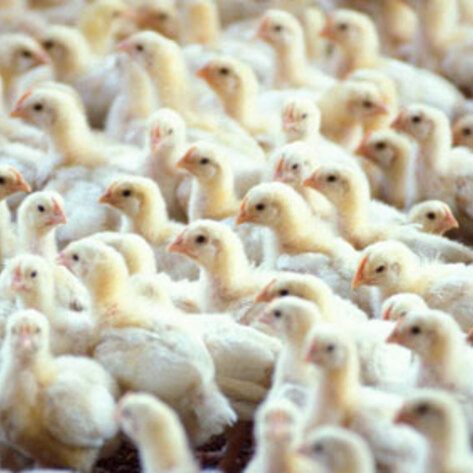 Report: Poultry Workers Forced to Wear Diapers