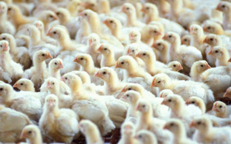 Report: Poultry Workers Forced to Wear Diapers
