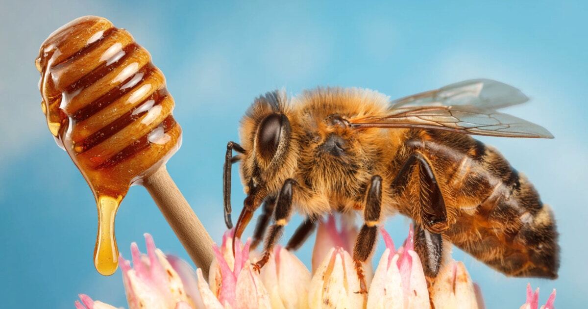 Vegan Mānuka Honey, With All the Benefits, May Be On Its Way to Shelves