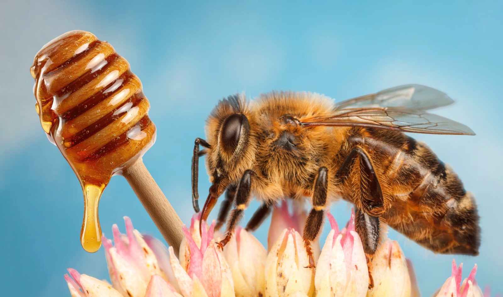 Vegan Mānuka Honey, With All the Benefits, May Be on Its Way to Shelves