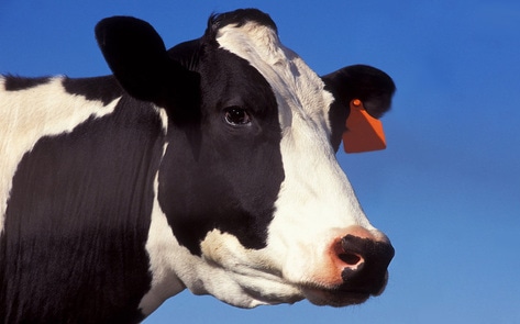 Report: 100 Percent of Ground Beef Contains Fecal Matter