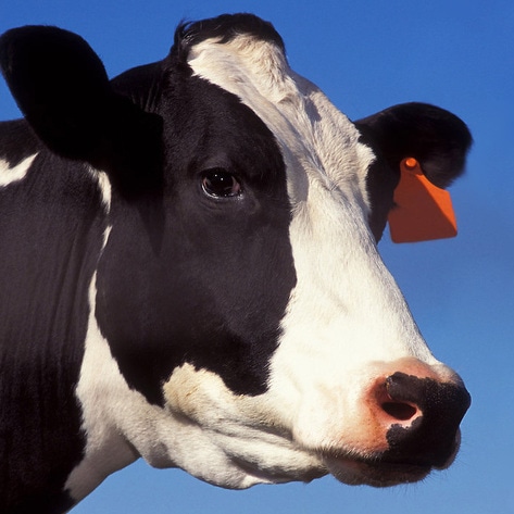 Report: 100 Percent of Ground Beef Contains Fecal Matter