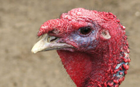 Canadian Turkey Breeder Found Guilty of Animal Cruelty