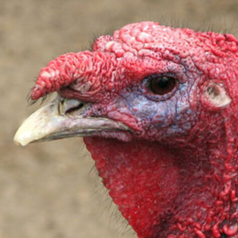 Canadian Turkey Breeder Found Guilty of Animal Cruelty