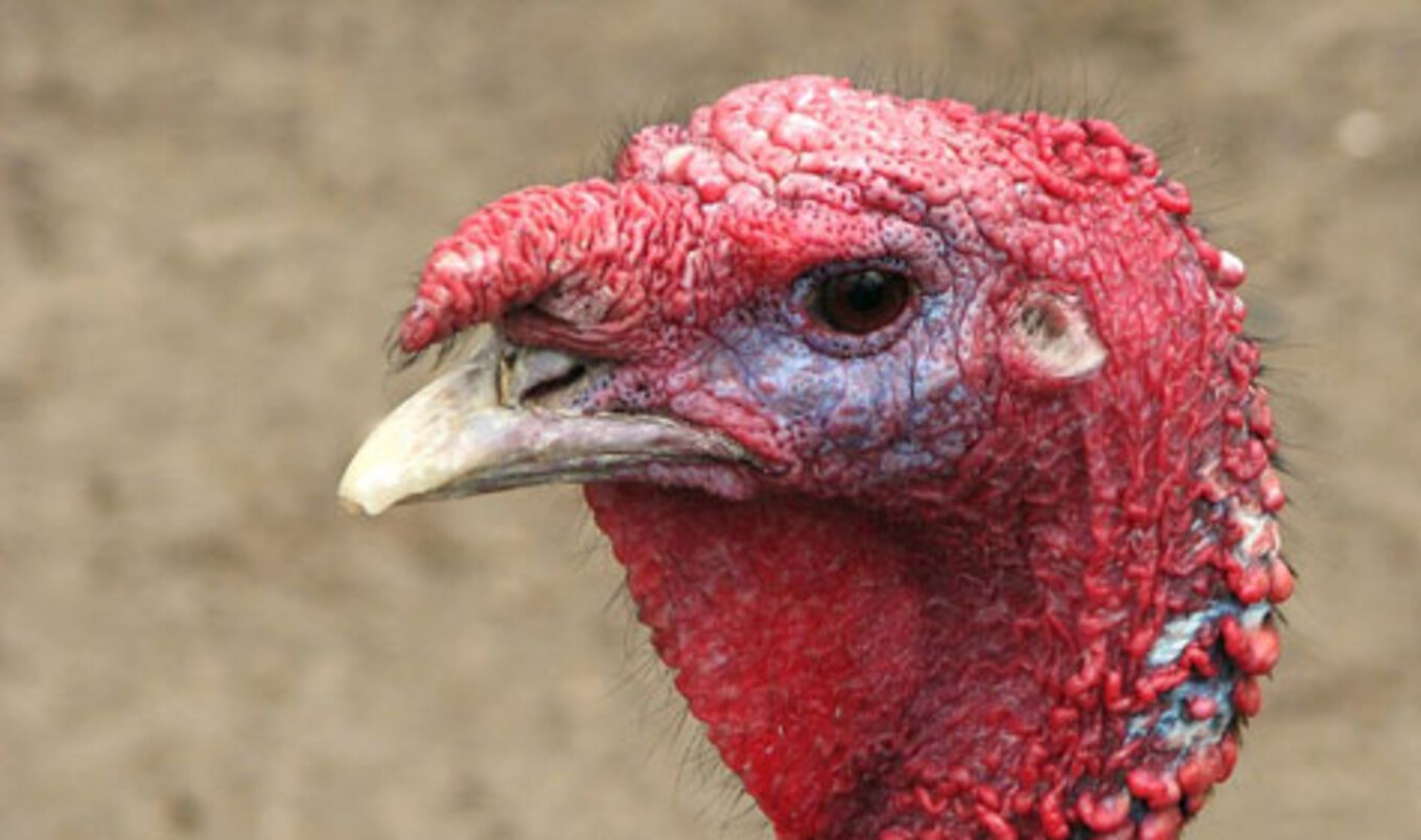 Canadian Turkey Breeder Found Guilty of Animal Cruelty