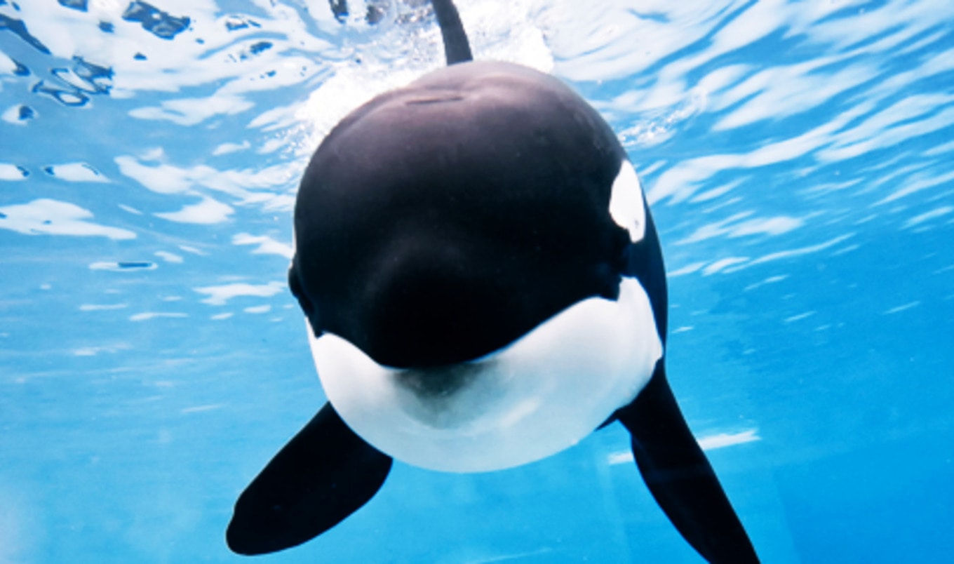 Toy CEO Offers SeaWorld $1 Million to Free Orca