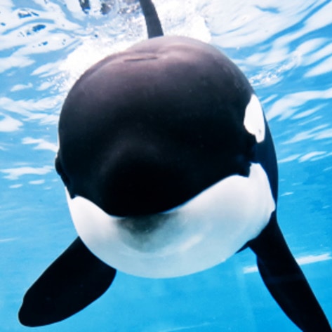 Ruling: SeaWorld Can No Longer Breed Orcas