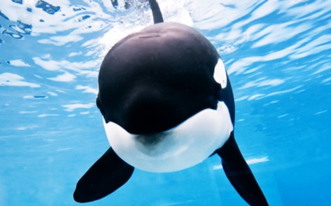 Ruling: SeaWorld Can No Longer Breed Orcas