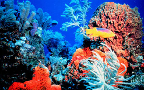 Marine Life in Jeopardy