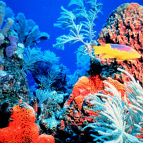 Marine Life in Jeopardy