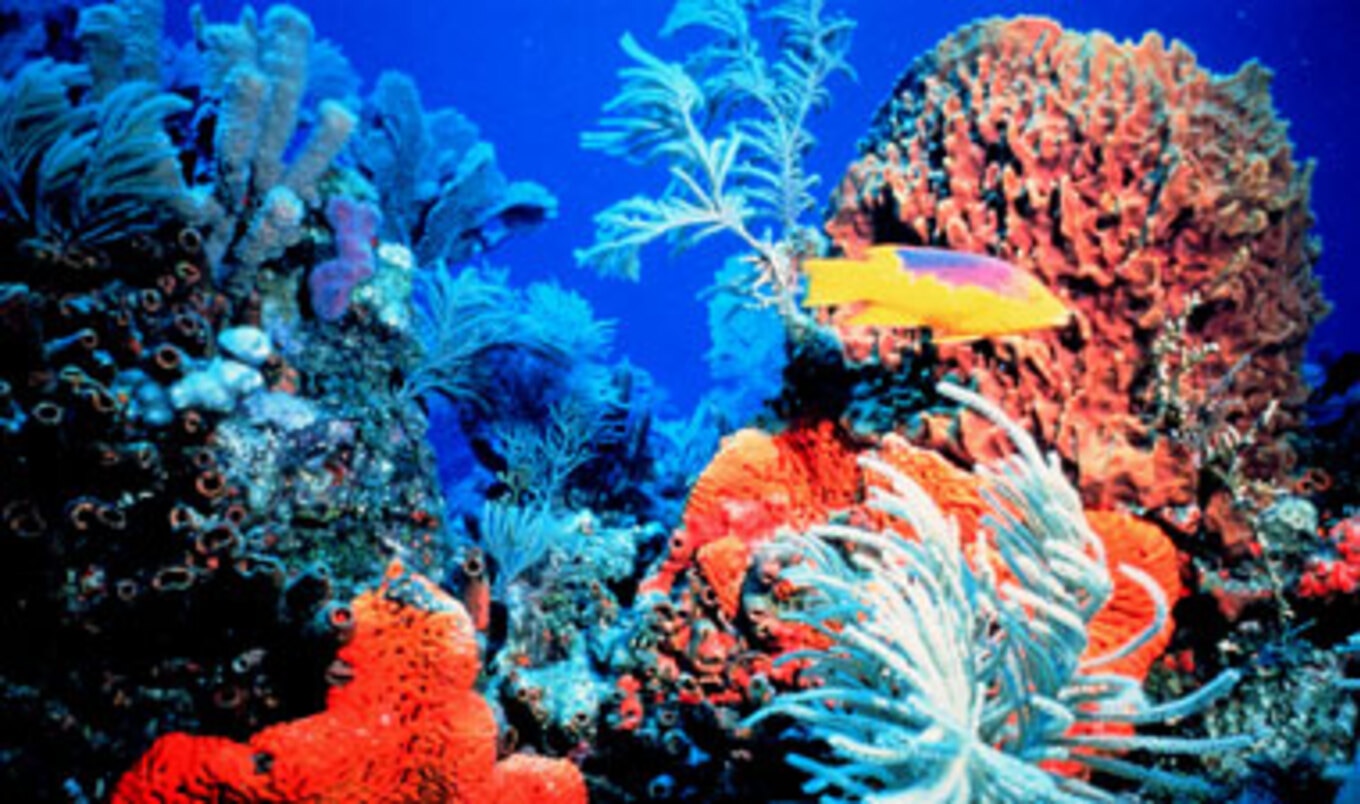 Marine Life in Jeopardy