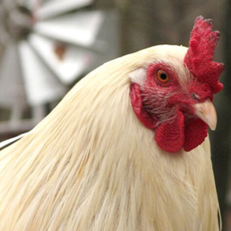 Woodstock Farm Animal Sanctuary Opens New Location