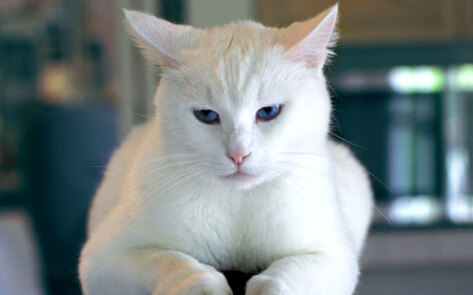 Science Proves That Your Cat May Not Care About You